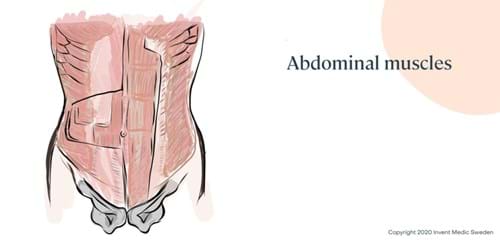 Abdominal muscles